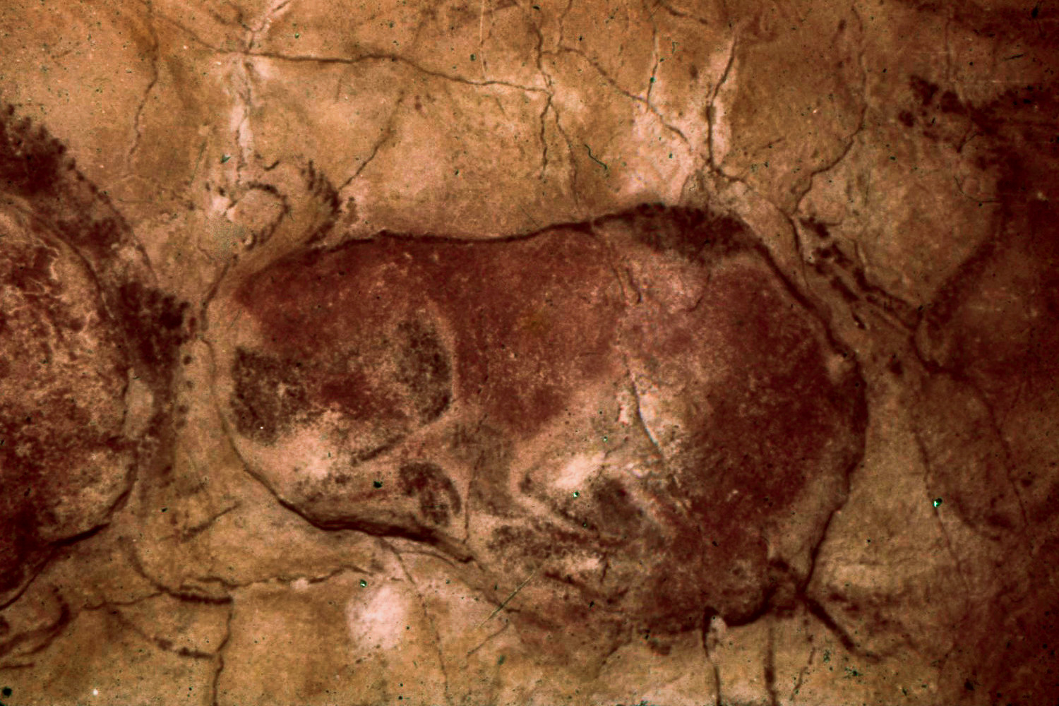 Representación de un bisonte paleolítico en la cueva de Altamira